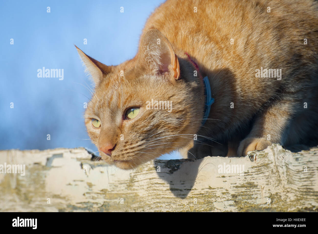 Nahaufnahme einer Ingwer Katze bereit zum Sprung Stockfoto
