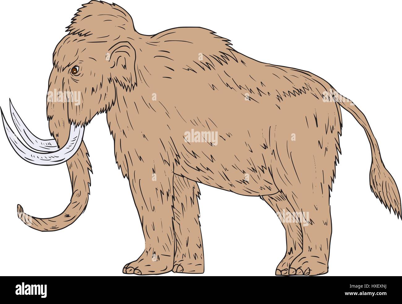 Zeichnung Skizze Stil Illustration ein wolliges Mammut, Mammuthus Primigenius, einem prähistorischen Elefanten, die während des Pleistozäns und ein o lebte Stock Vektor