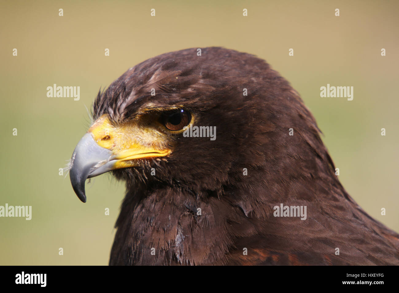 Russische Stepp-Eagle Stockfoto
