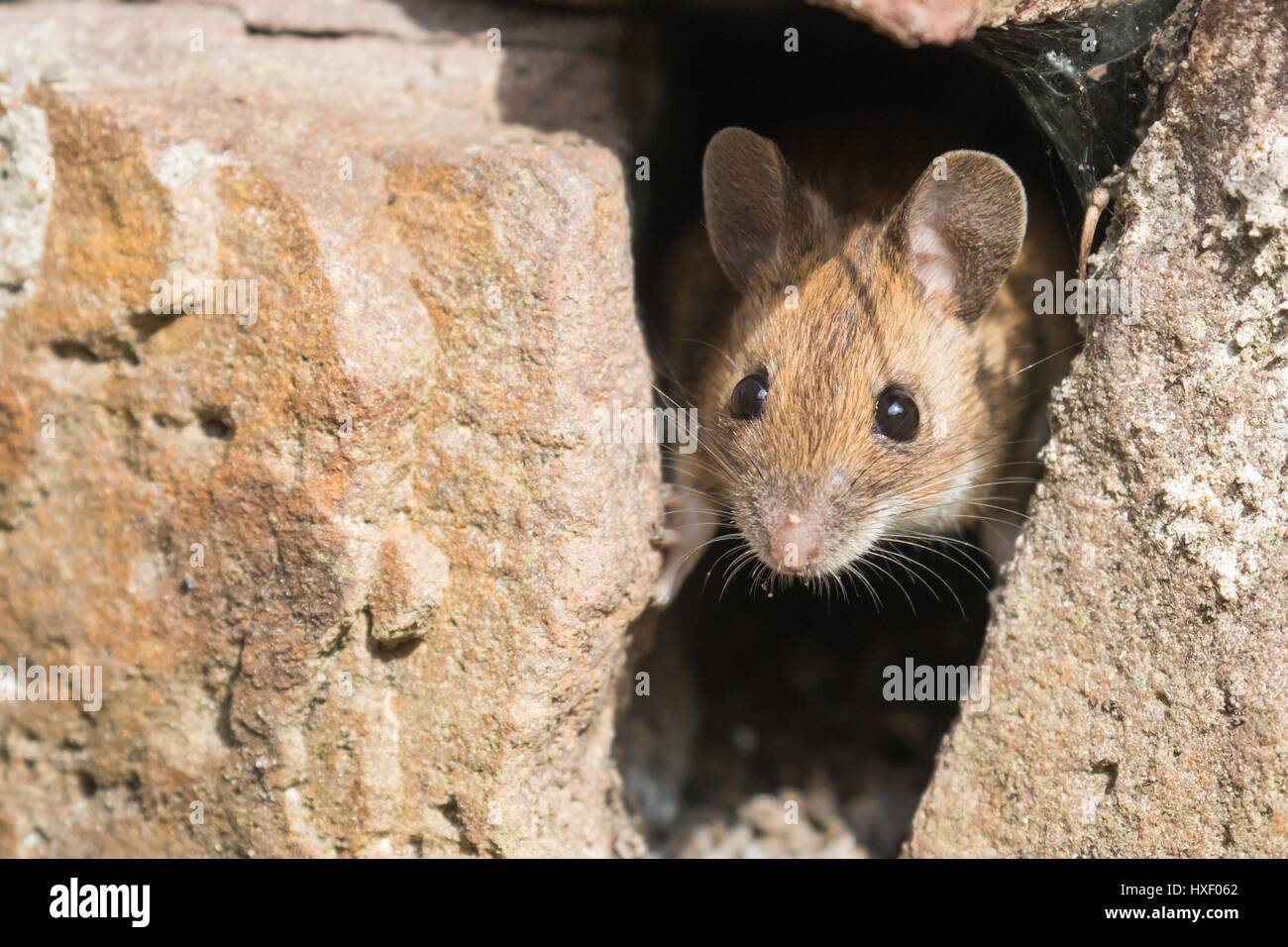 Hausmaus (Mus Musculus) suchen aus einem Loch im Stein Mauer, Deutschland Stockfoto