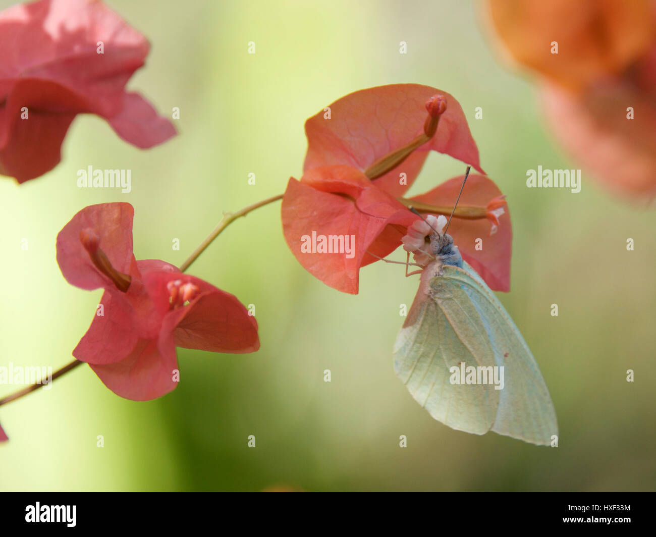 Weiß Schmetterling mit Bougainvillea, Veliko Turnovo, die Insel Sansibar, Tansania, Afrika Stockfoto