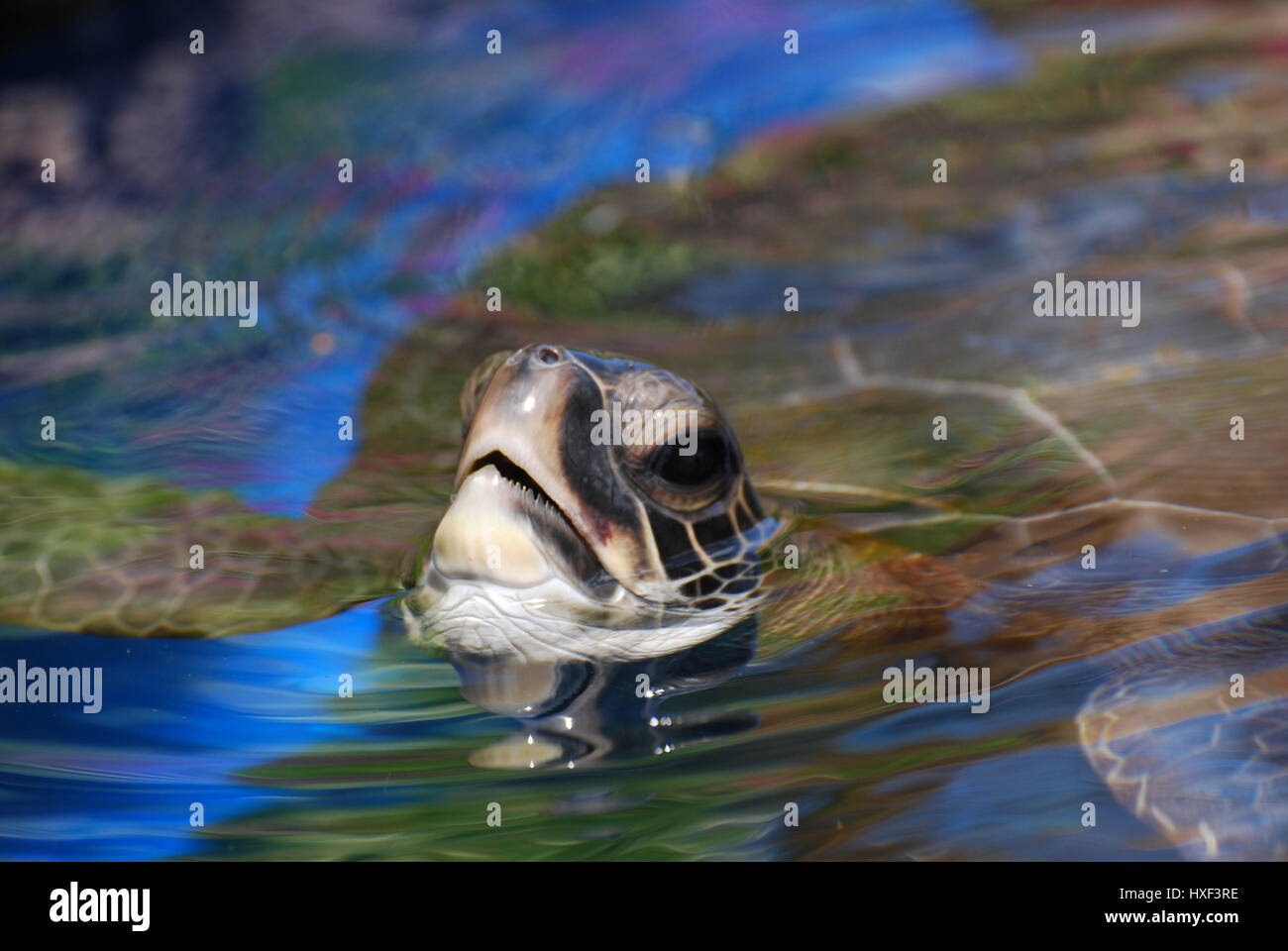 Erstaunliche Erfassung der eine Schildkröte mit dem Kopf über der Wasseroberfläche schwimmen. Stockfoto