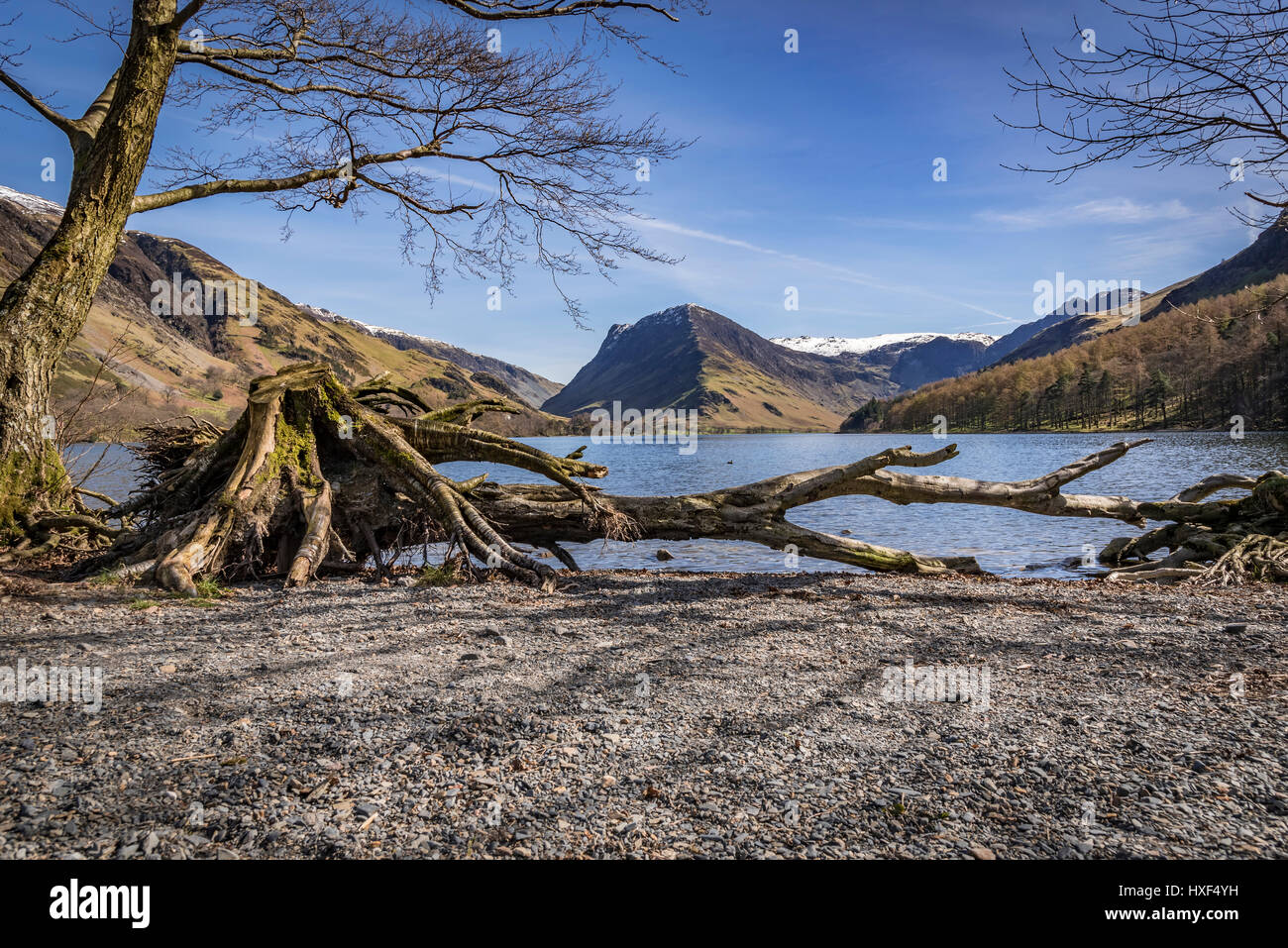 Lake District, Cumbria Buttermere toter Baum Fleetwith Hecht im Hintergrund Stockfoto