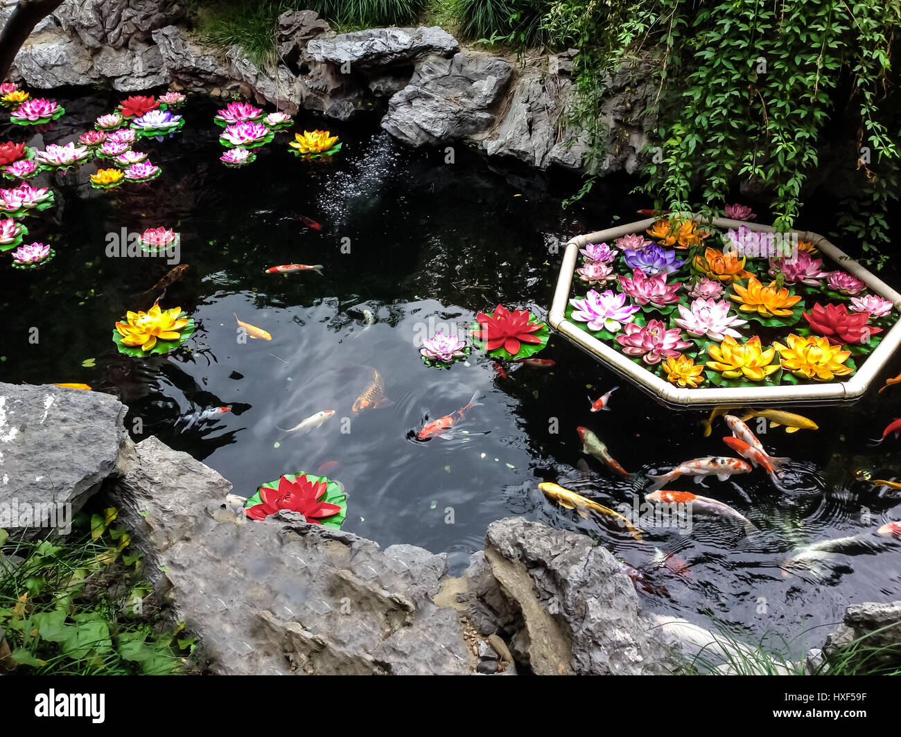 Koi Fische und Blumen auf einem Teich - Shanghai, China Stockfoto