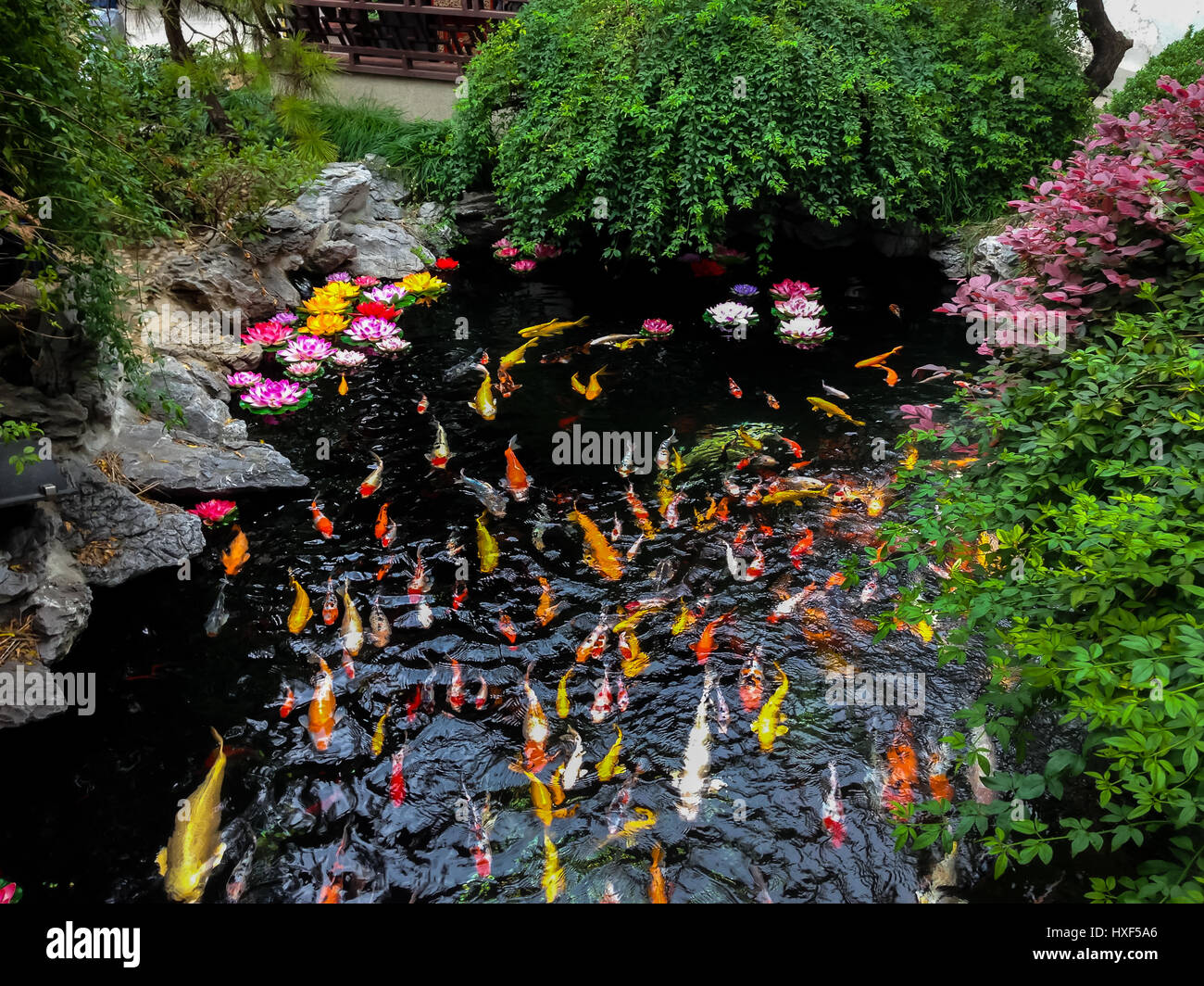 Koi Fische und Blumen auf einem Teich - Shanghai, China Stockfoto