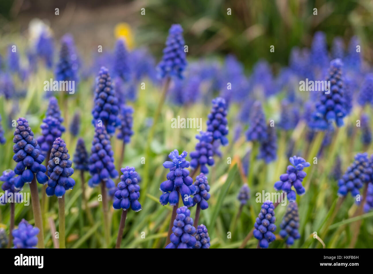 Wild Bluebell Blumen Stockfoto
