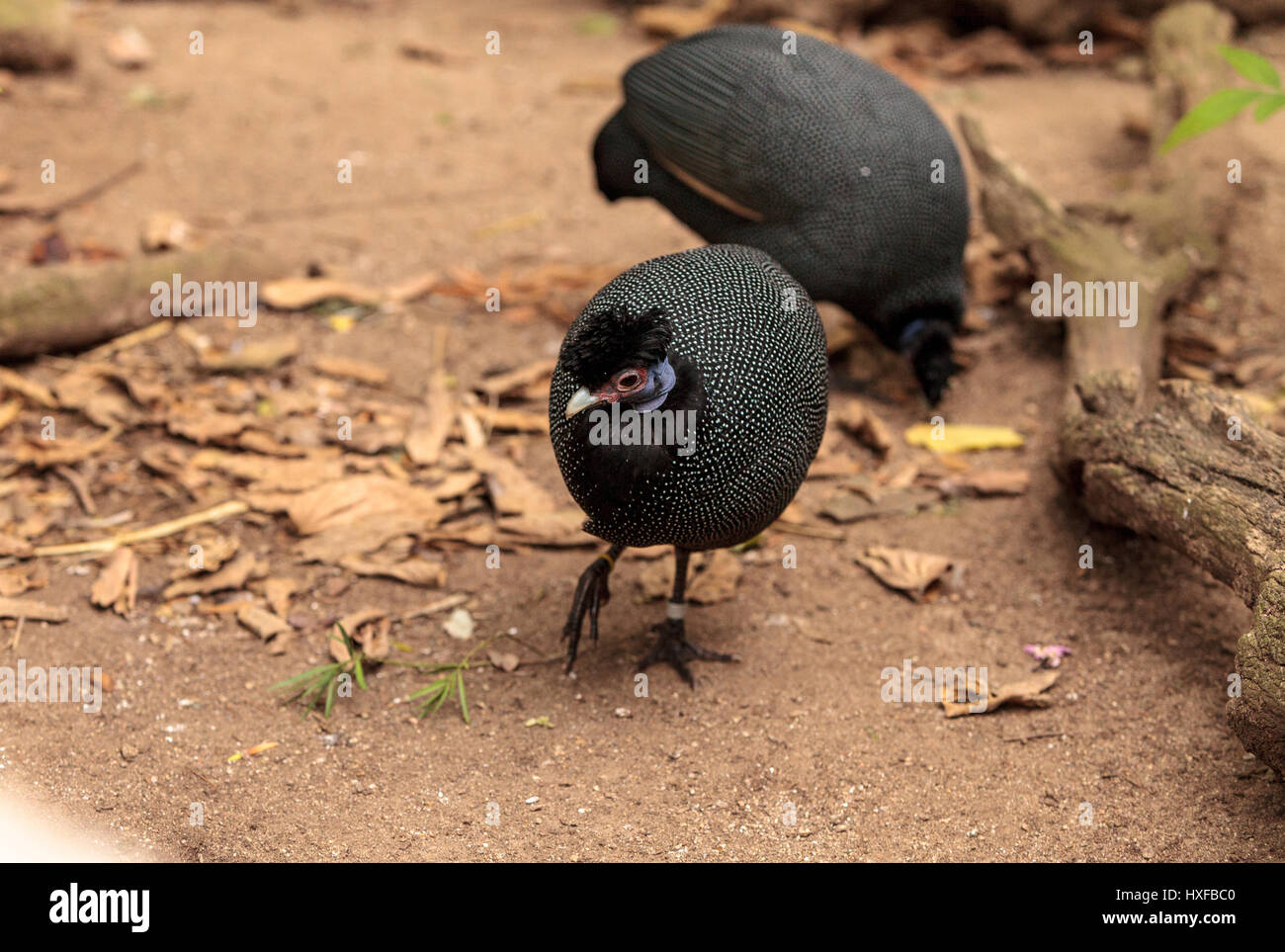 Östlichen crested Perlhühner genannt Guttera Pucherani Futter für Nahrung am Boden entlang. Stockfoto