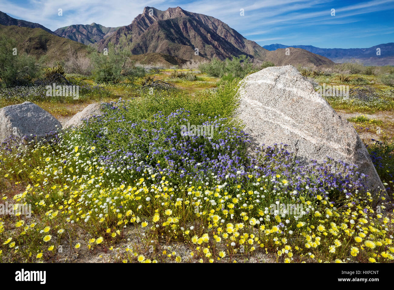 Frühlingsblumen blühen im Anza-Borrego Desert State Park, Kalifornien, USA 2017 Stockfoto