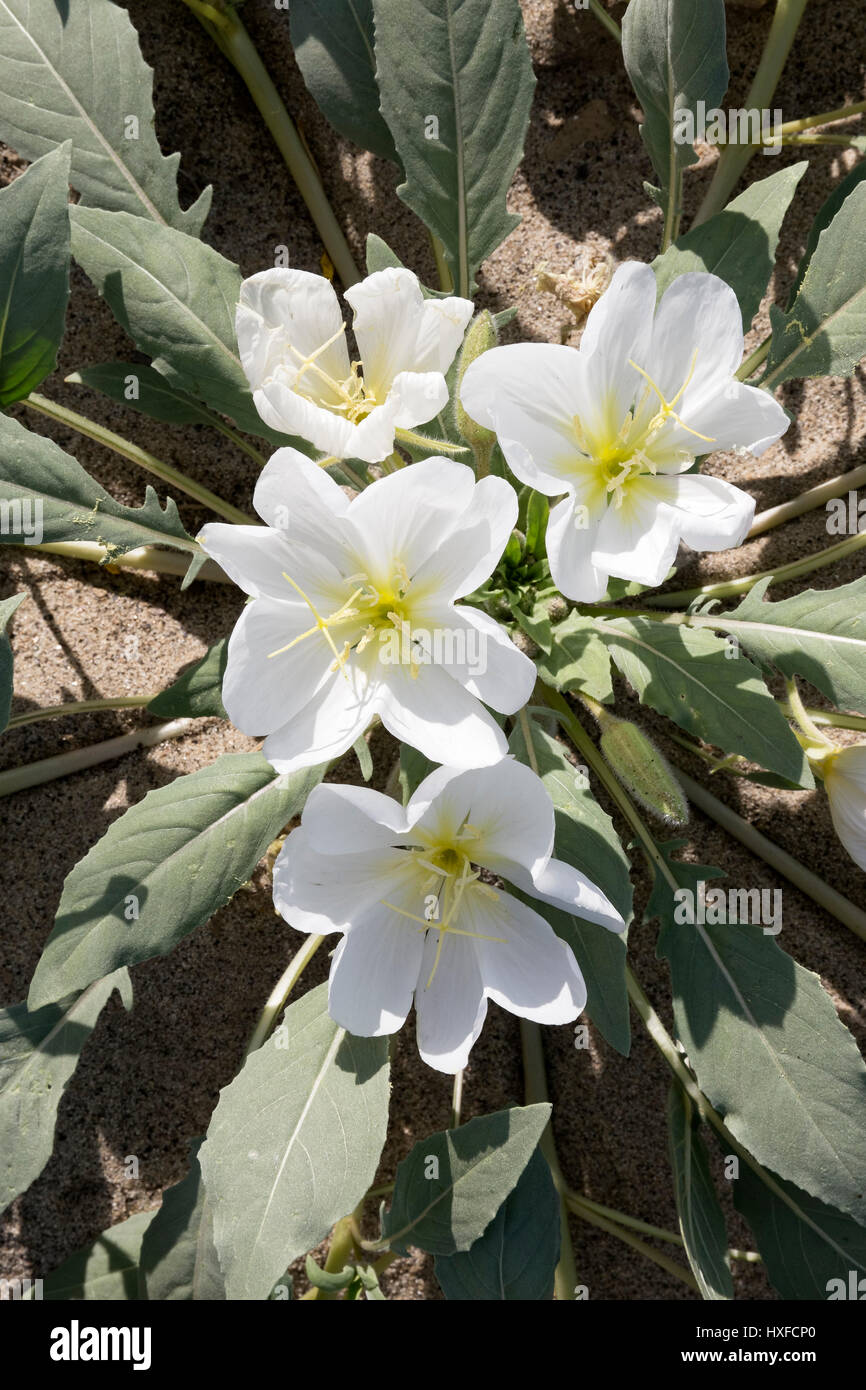Düne Primel (Oenothera Deltoides SSP. Deltoides/Onagraceae) blühen im Anza-Borrego Desert State Park, Kalifornien, USA 2017 Stockfoto