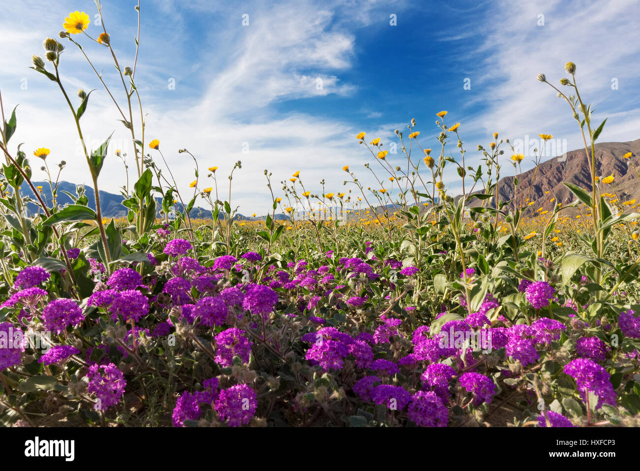 Verbena Sand und Wüste Sonnenblumen blühen im Anza-Borrego Desert State Park, Kalifornien, USA 2017 Stockfoto