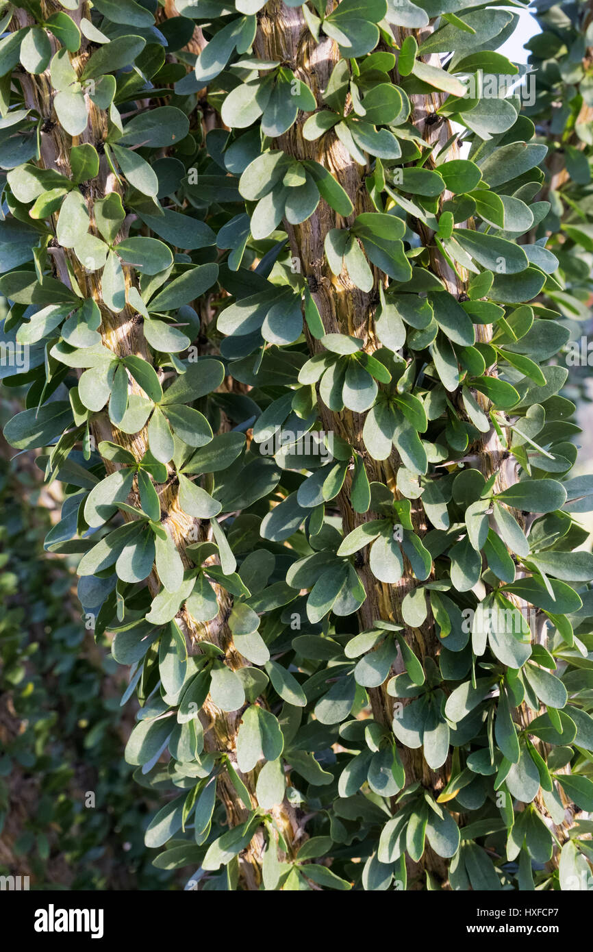 Nahaufnahme von Ocotillo (Fouquieria Splendens) Blätter Stockfoto