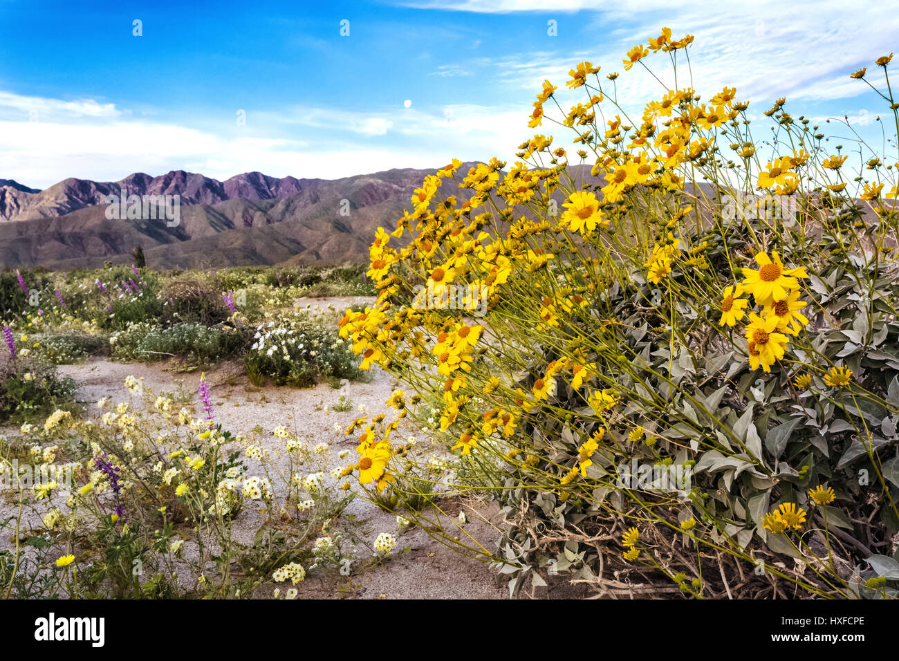 Brittlebush und andere Frühlingsblumen blühen im Anza-Borrego Desert State Park, Kalifornien, USA 2017 Stockfoto