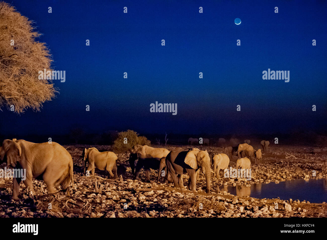 Elefanten in der Abenddämmerung in Okaukuejo Wasserloch, Etosha Nationalpark, Namibia Stockfoto