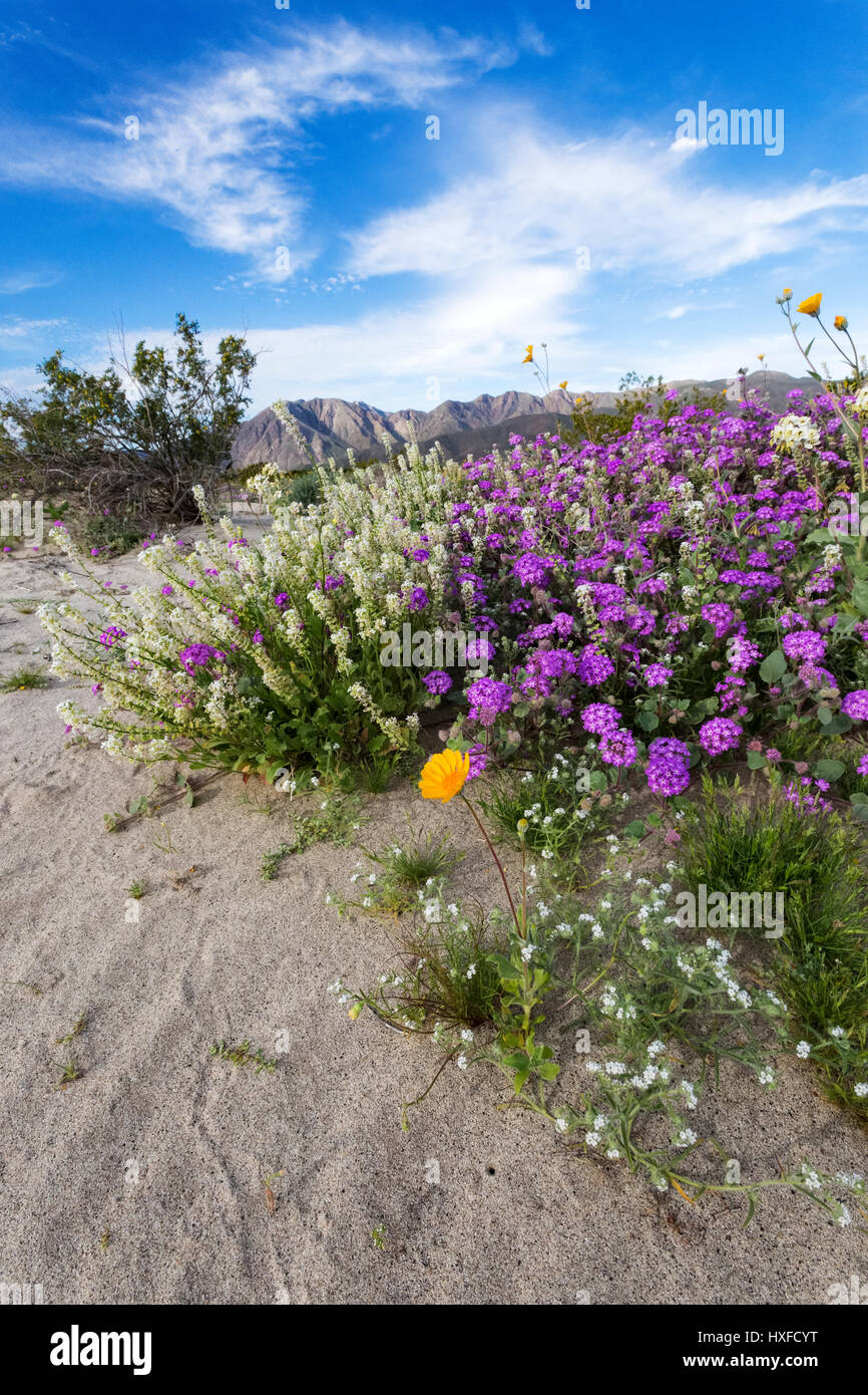 Frühlingsblumen blühen im Anza-Borrego Desert State Park, Kalifornien, USA 2017 Stockfoto