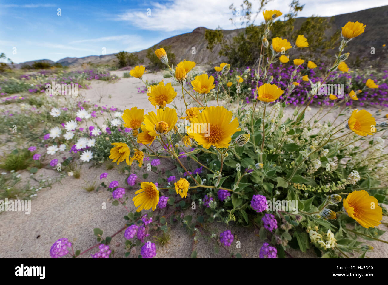 Frühlingsblumen blühen im Anza-Borrego Desert State Park, Kalifornien, USA 2017 Stockfoto