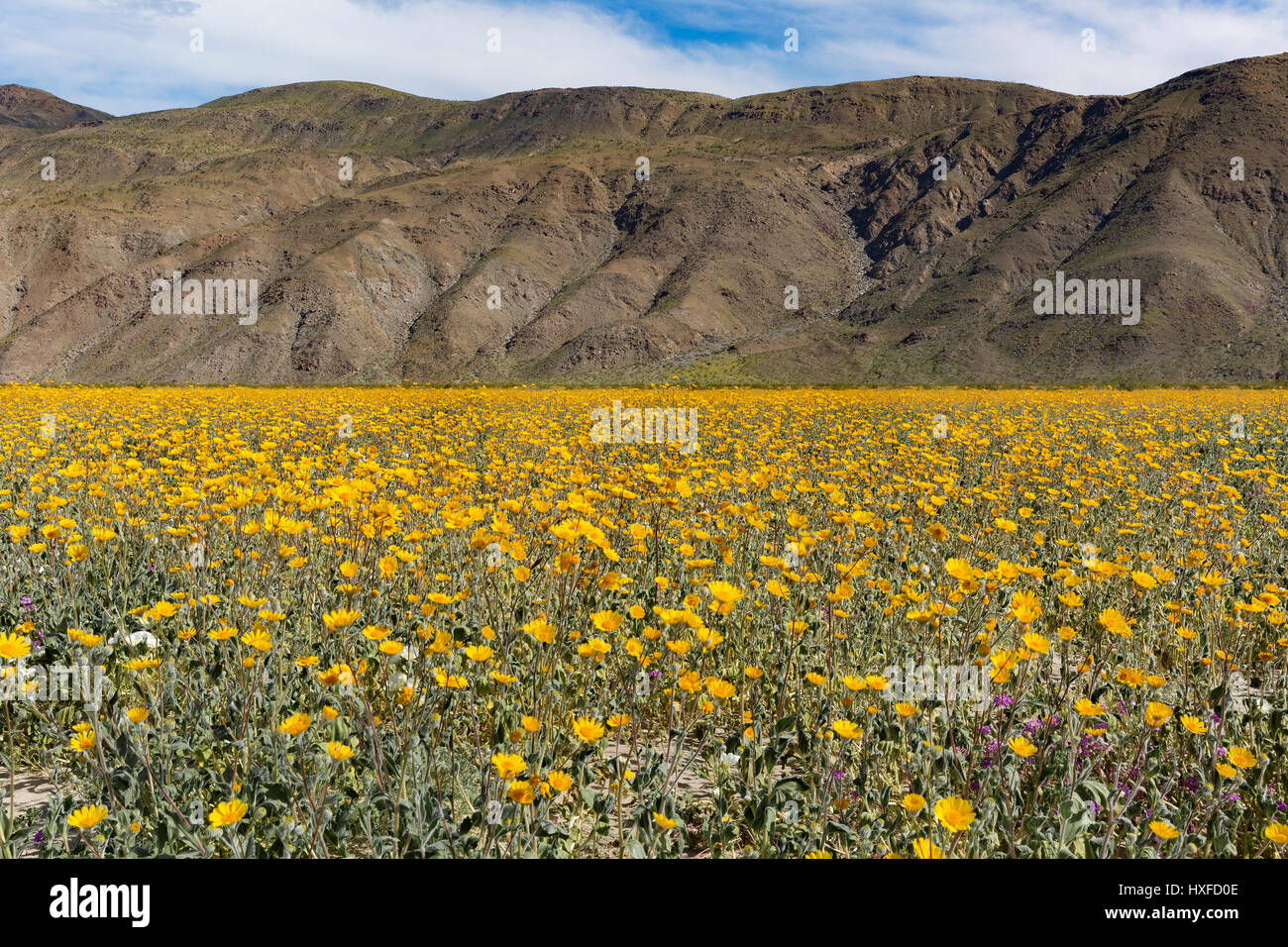 Wüste Sonnenblumen (Geraea Canescens) blühen im Anza Borrego Desert Staatspark, Kalifornien, USA Stockfoto