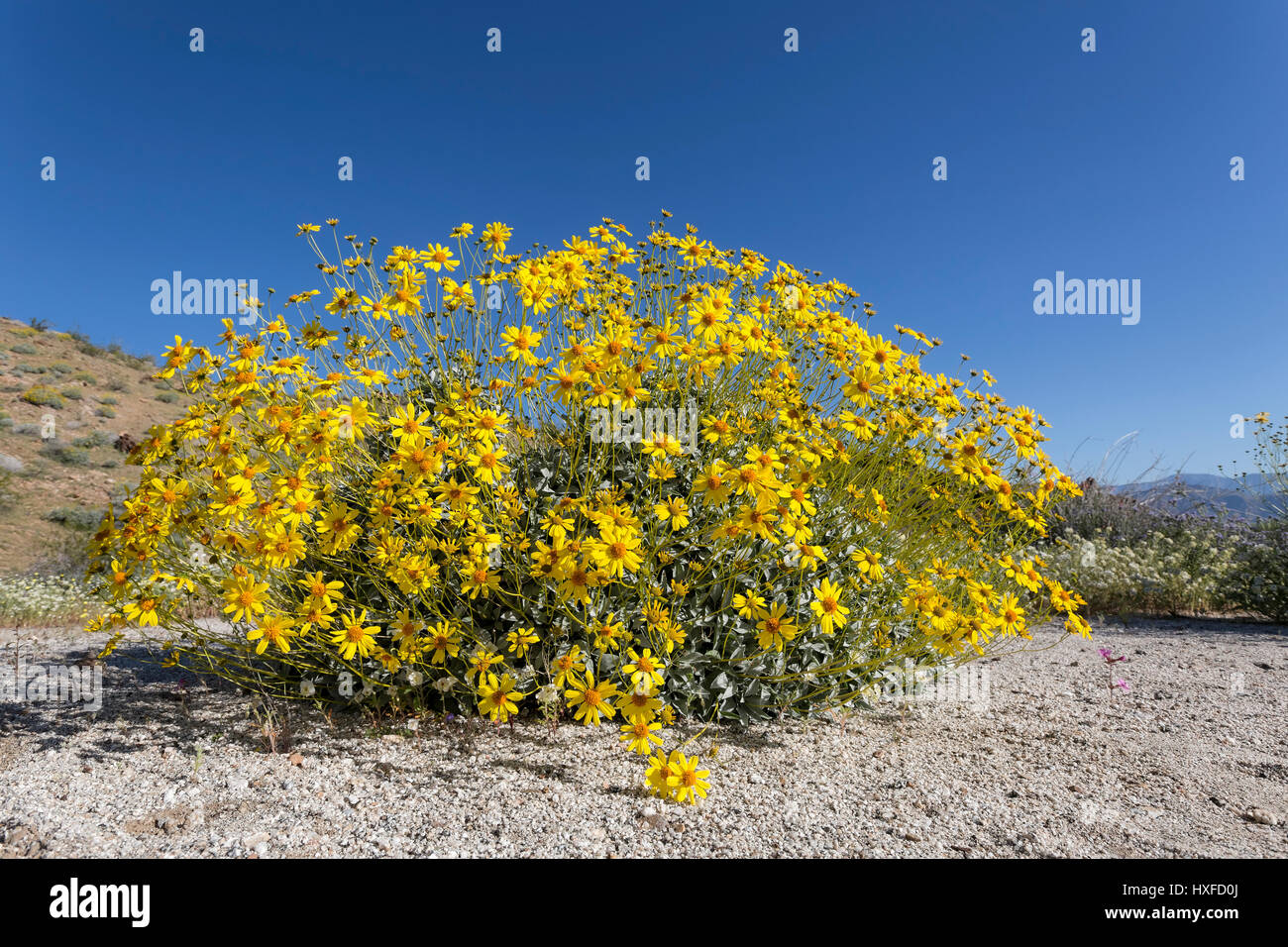 Brittlebush (Encelia Farinosa) in voller Blüte, Anza-Borrego Desert State Park, Kalifornien, USA 2017 Stockfoto