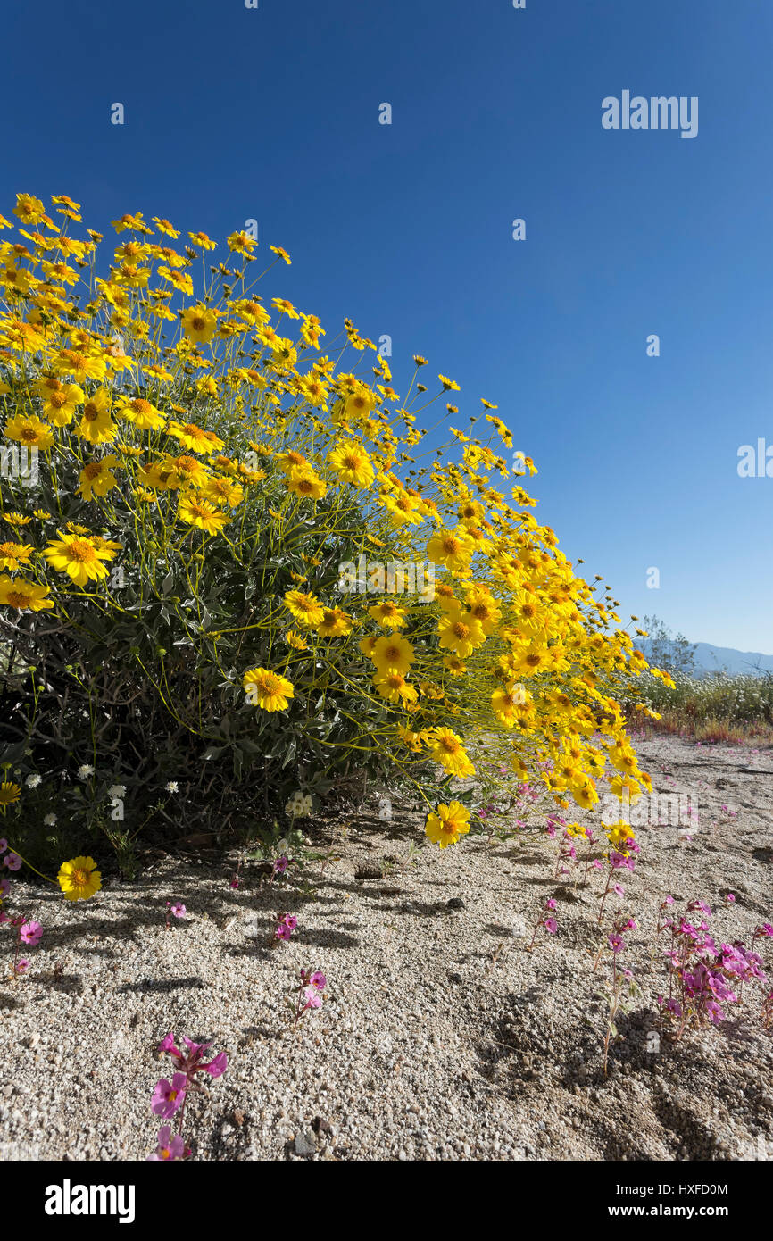 Brittlebush (Encelia Farinosa) in voller Blüte, Anza-Borrego Desert State Park, Kalifornien, USA 2017 Stockfoto