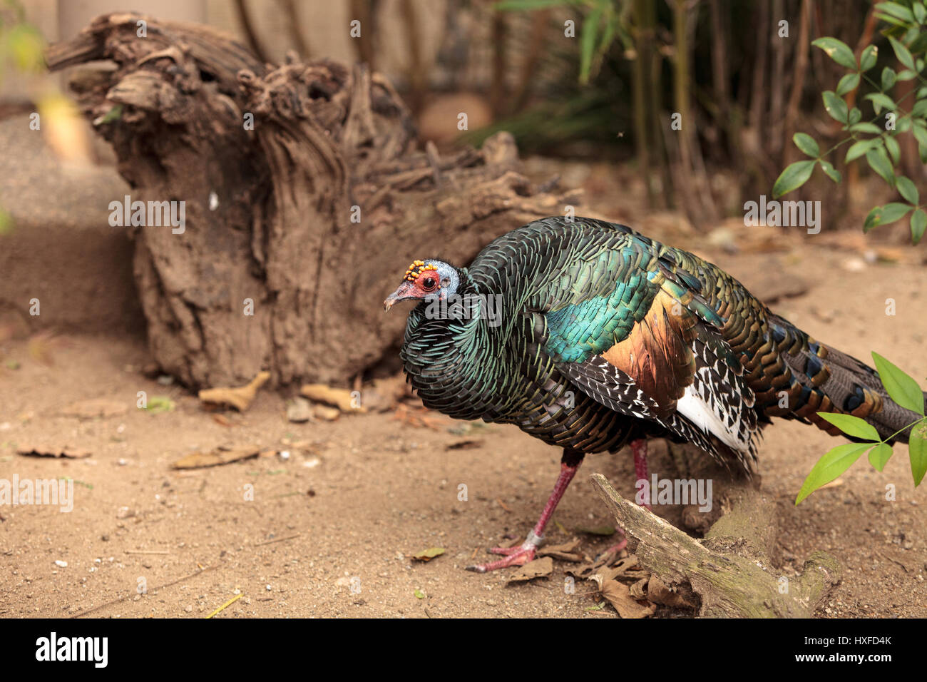 Pfauentruthuhn genannt Meleagris Ocellata Futter für Nahrung am Boden entlang. Stockfoto