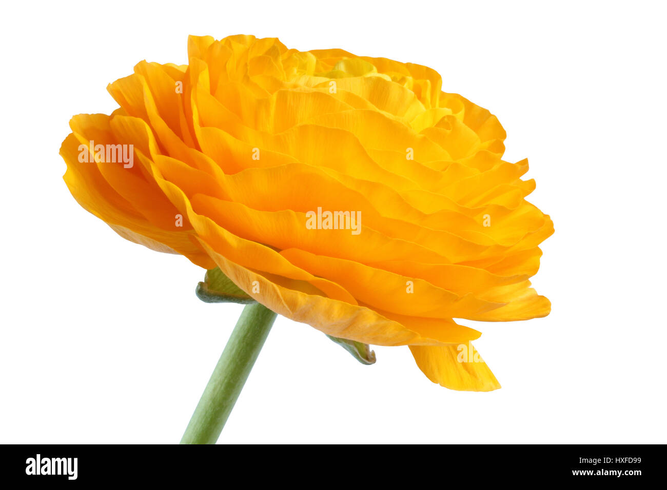 Gelber Hahnenfuß auf weißem Hintergrund geöffnet. Closeup Stockfoto