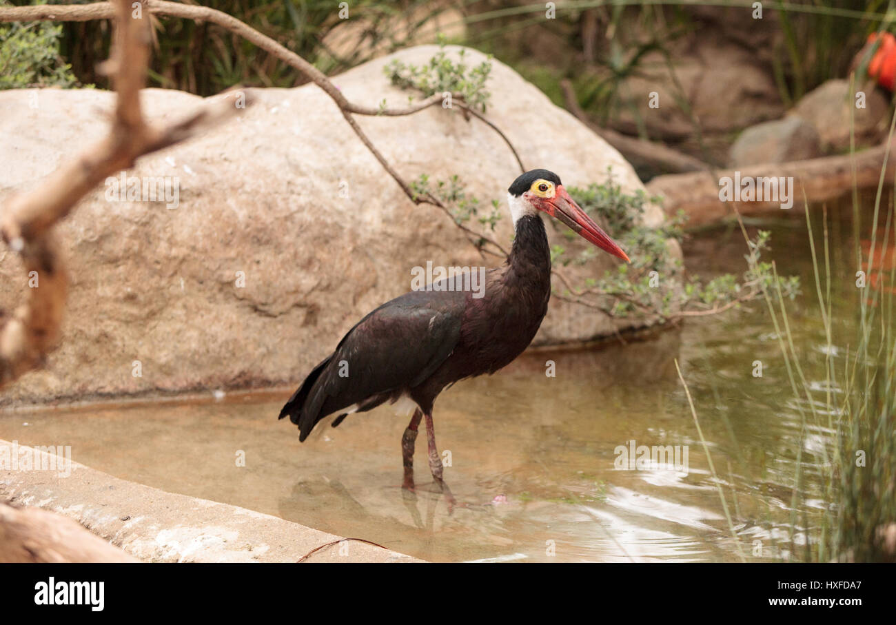 Stürme Storch Ciconia Stormi genannt findet man in Thailand, Sumatra und Borneo Stockfoto