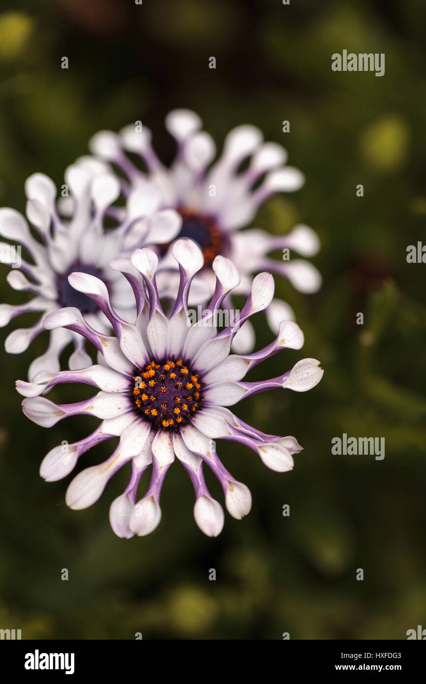 Osteospermum Whirligig Daisy mit weißen Blütenblättern und violetten Ränder und eingeklemmter Blütenblatt endet. Stockfoto