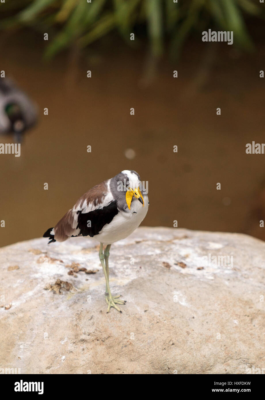Gescheckte Kiebitz Vanellus Albiceps Sitzstangen auf einem Felsen genannt. Dieser Vogel hat gelbe Klappen an der Seite von seinem Gesicht, die von einem Hai Schnabel zu verlängern. Stockfoto