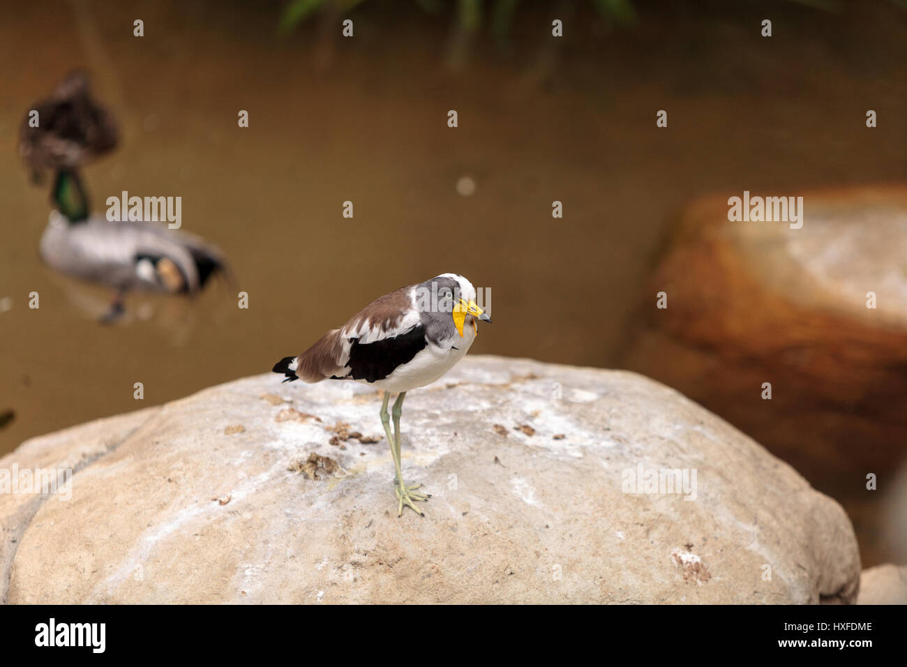 Gescheckte Kiebitz Vanellus Albiceps Sitzstangen auf einem Felsen genannt. Dieser Vogel hat gelbe Klappen an der Seite von seinem Gesicht, die von einem Hai Schnabel zu verlängern. Stockfoto