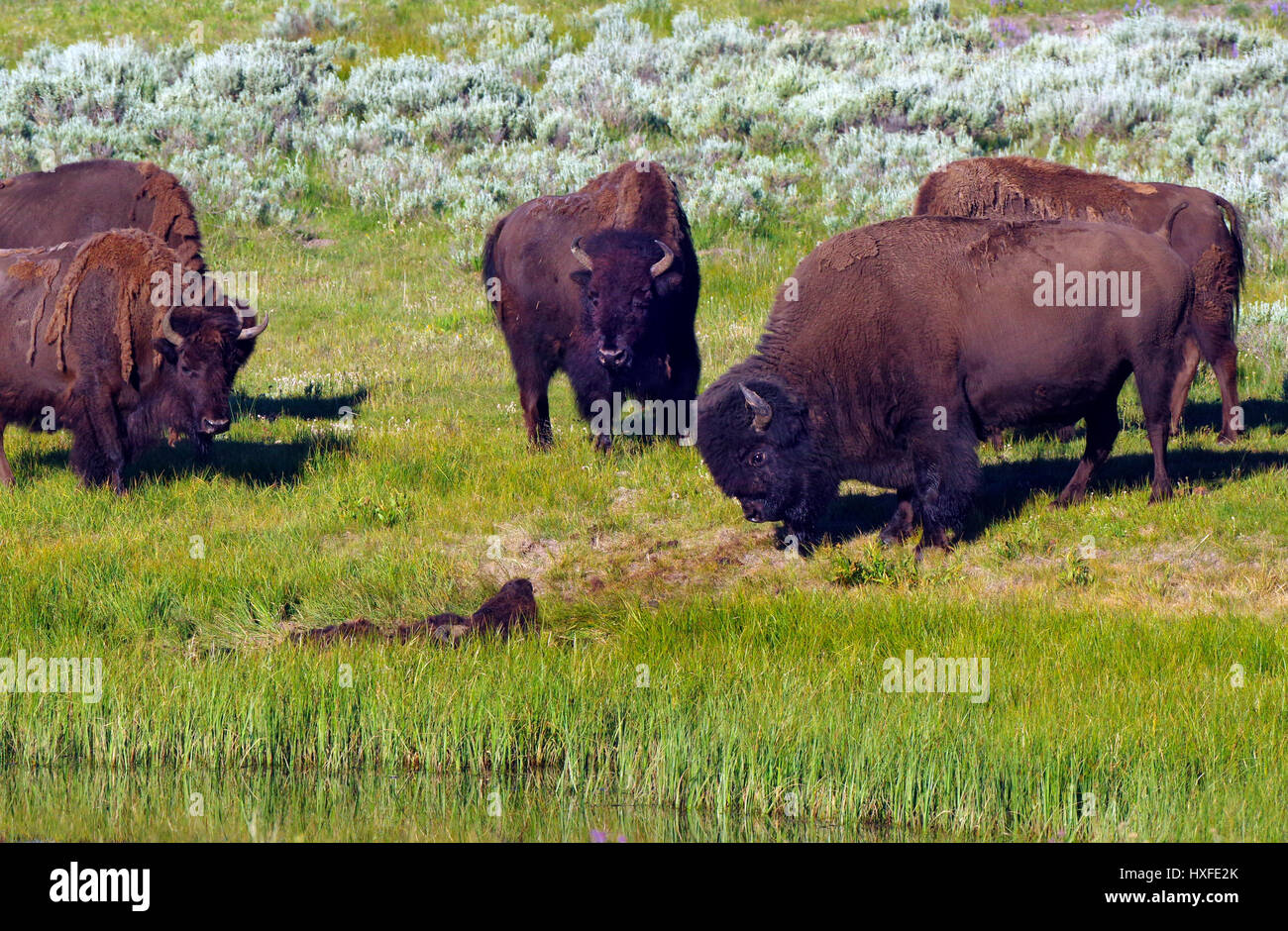 Buffalo blickt auf einen Toten Begleiter, Hayden Valley, Yellowstone-Nationalpark, im Sommer 2016 Stockfoto