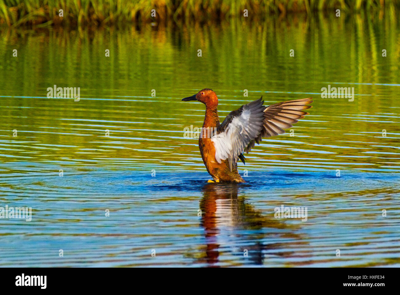 Zimt/Petrol mit den Flügeln schlägt, Yellowstone-Nationalpark, Wyoming, Vereinigte Staaten von Amerika Stockfoto
