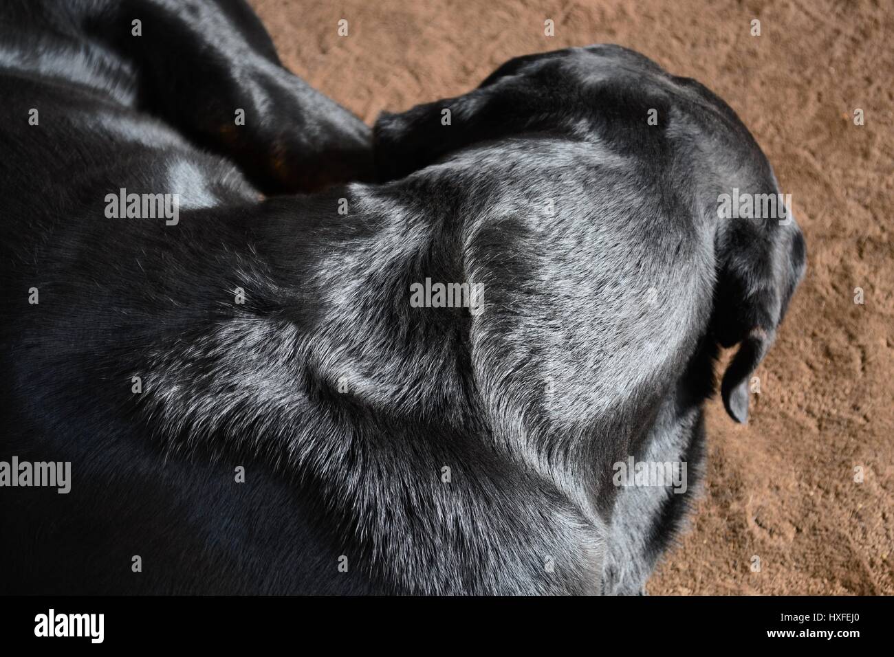 Eine Rottweiler-Rasse-Hund schläft auf einem Teppich zusammengerollt in einer Kugel. Ansicht von oben. Nahaufnahme Stockfoto