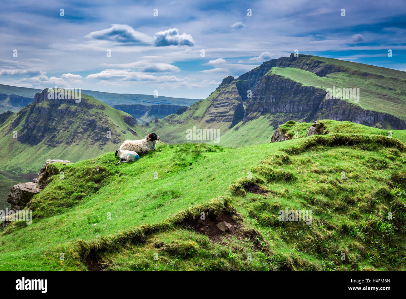 Blick auf Schafe in Quiraing, Schottland, Vereinigtes Königreich Stockfoto