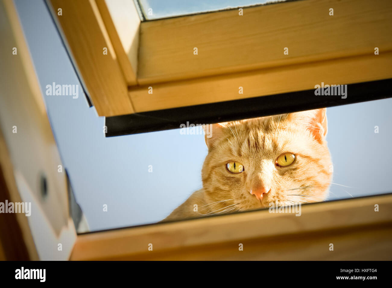 Ingwer, Tom Katze starrte, obwohl ein offenes Fenster Stockfoto