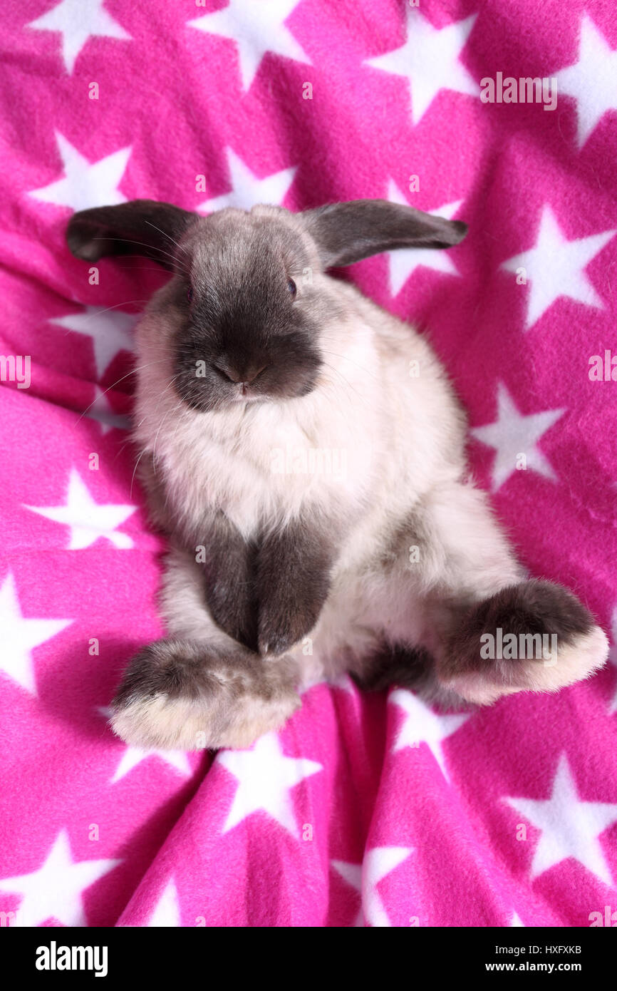 Zwerg Lopeared Kaninchen liegen auf dem Rücken auf einer rosa Decke mit weißen Sternen