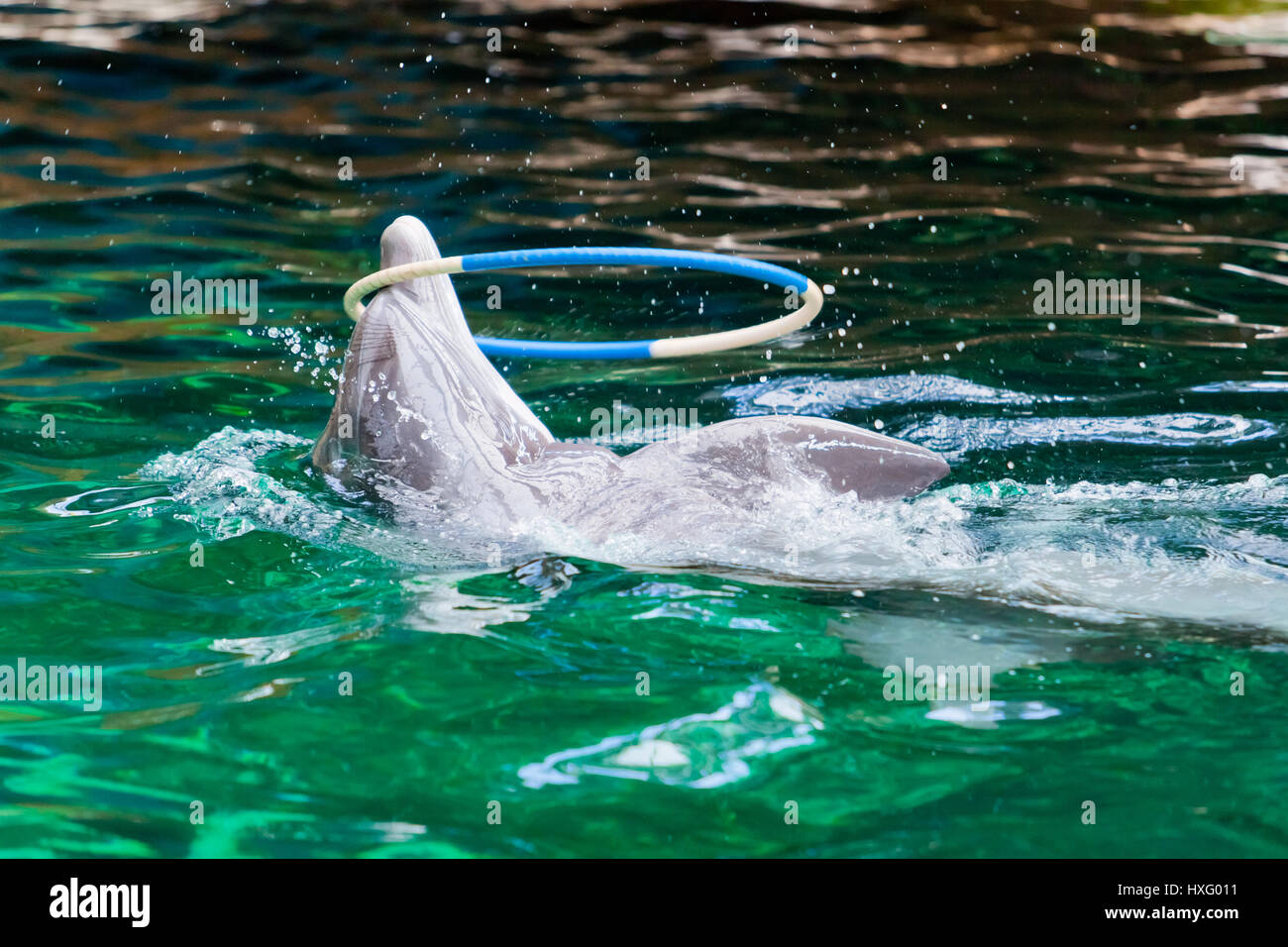 Delfin spielt mit einem Reifen Stockfoto