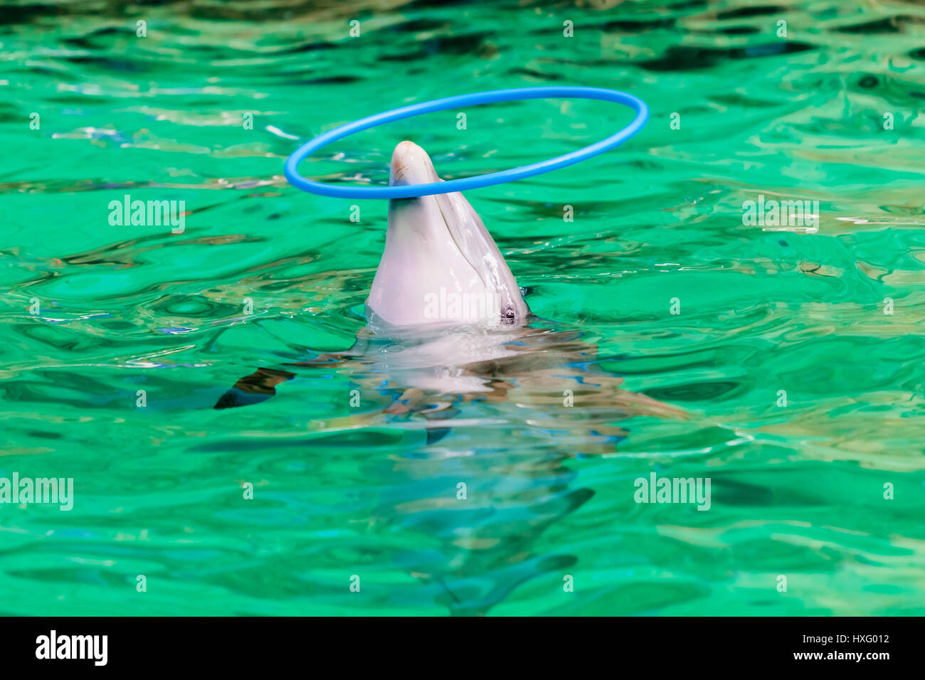 Delfin spielt mit einem Reifen Stockfoto