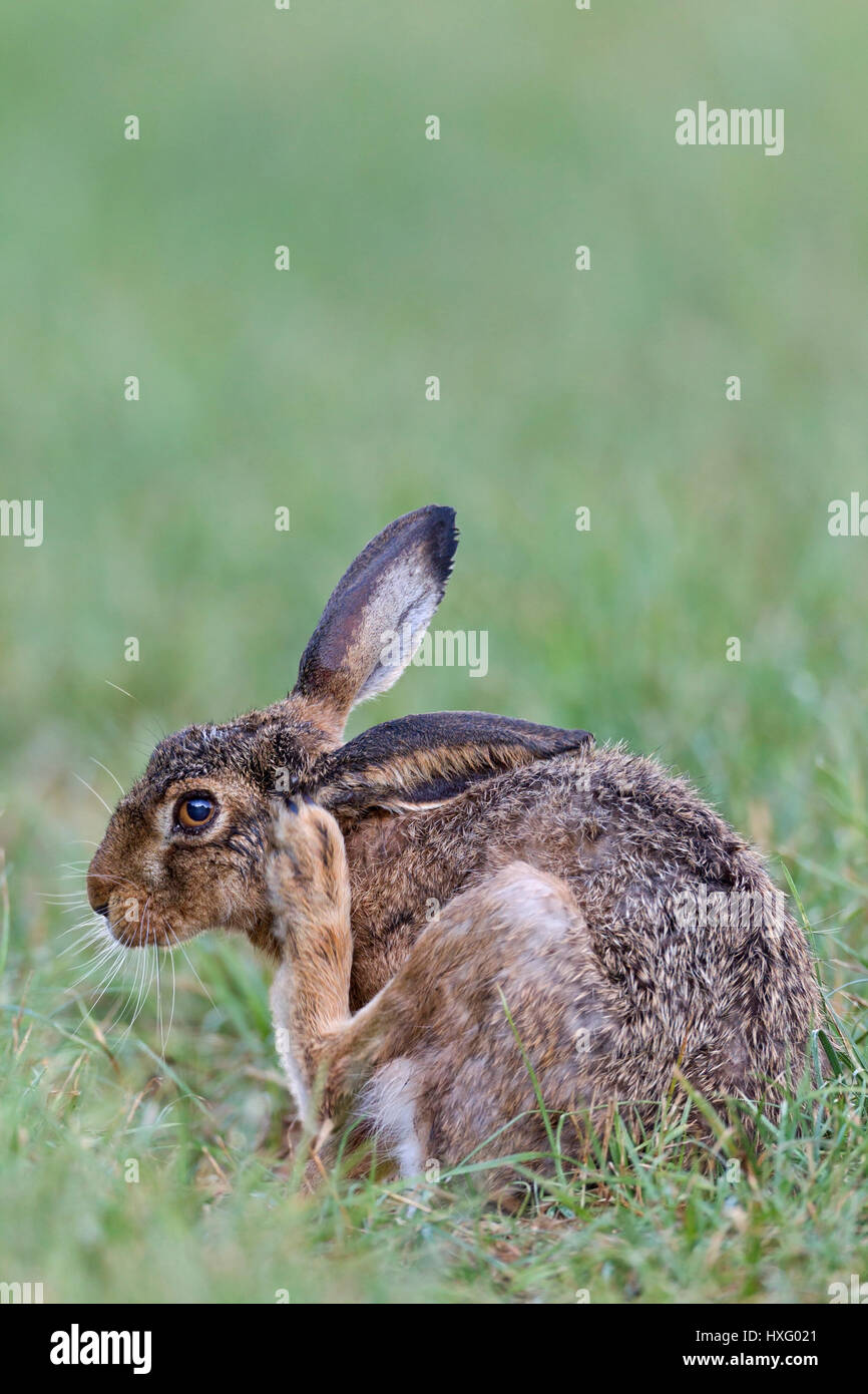 Braun Feldhase (Lepus Europaeus). Erwachsenen auf Rasen, kratzen sich. Deutschland Stockfoto