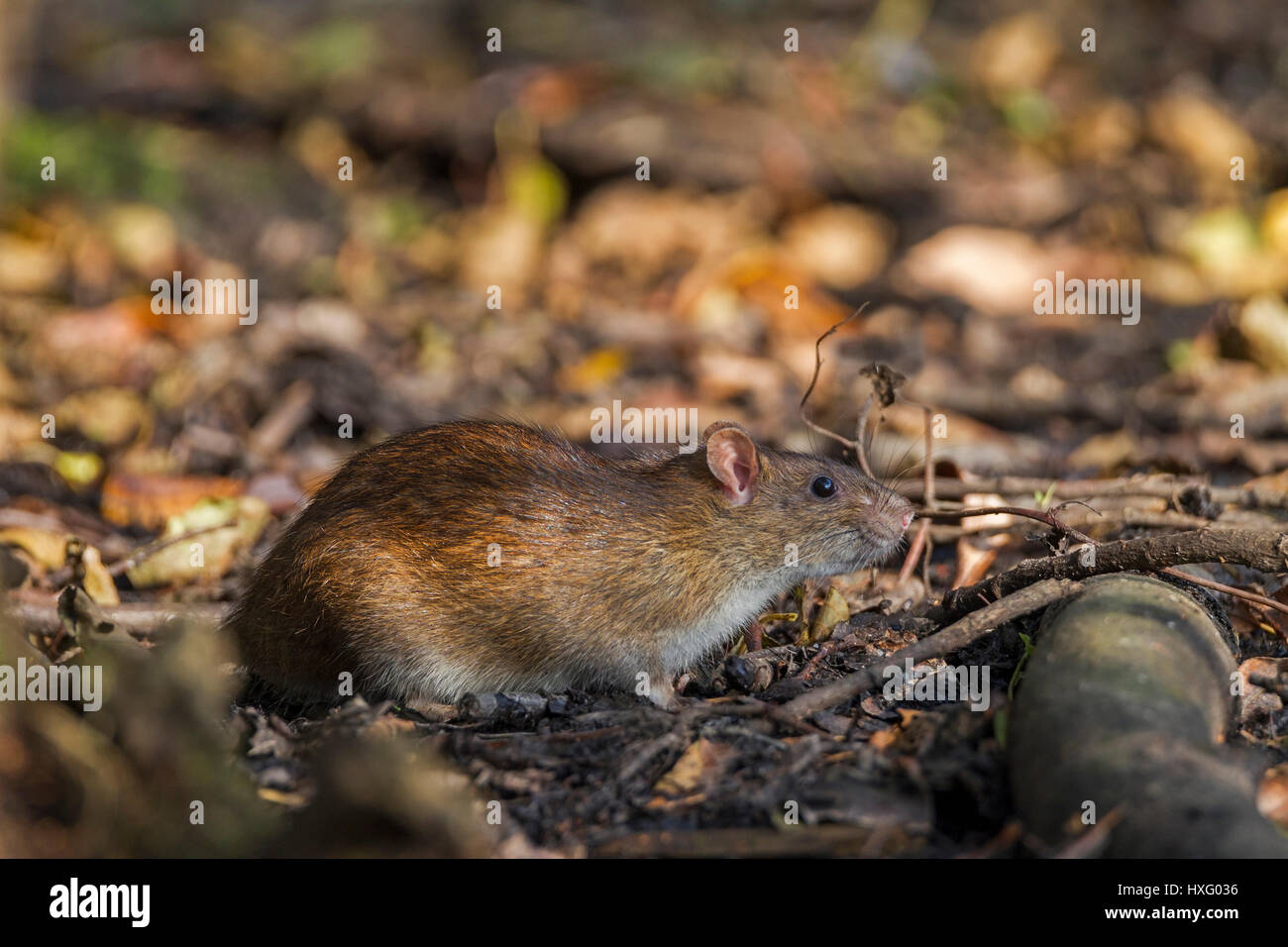 Braune Ratte (Rattus Norvegicus). Erwachsenen in einer verlassenen Tongrube. Deutschland Stockfoto