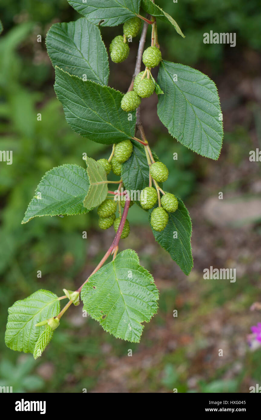 Grün-Erle (Alnus Viridis), Zweig mit Blättern und grünen Früchten. Verkauf in deutschsprachigen Ländern Stockfoto