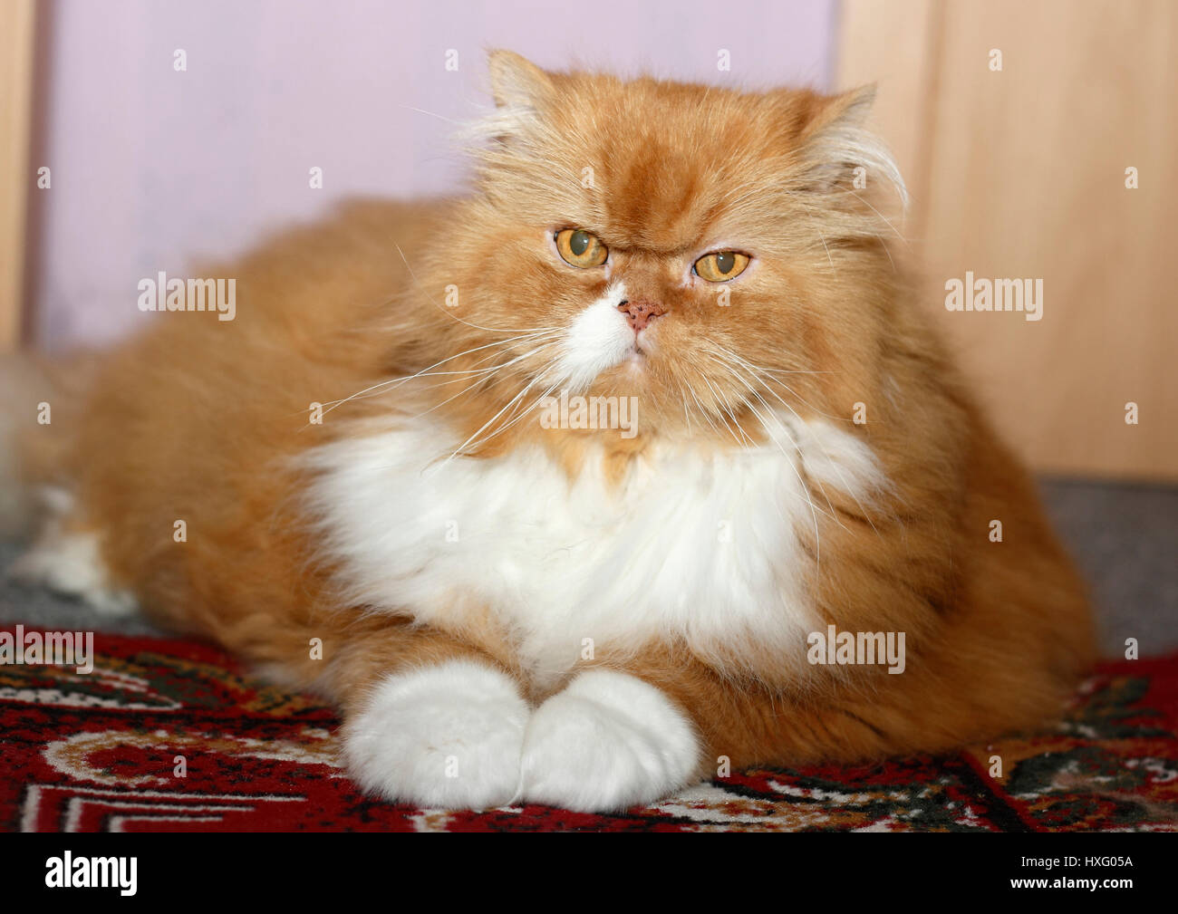 Perserkatze. Rot-weiße Kater (16 Jahre) liegen. Deutschland Stockfoto