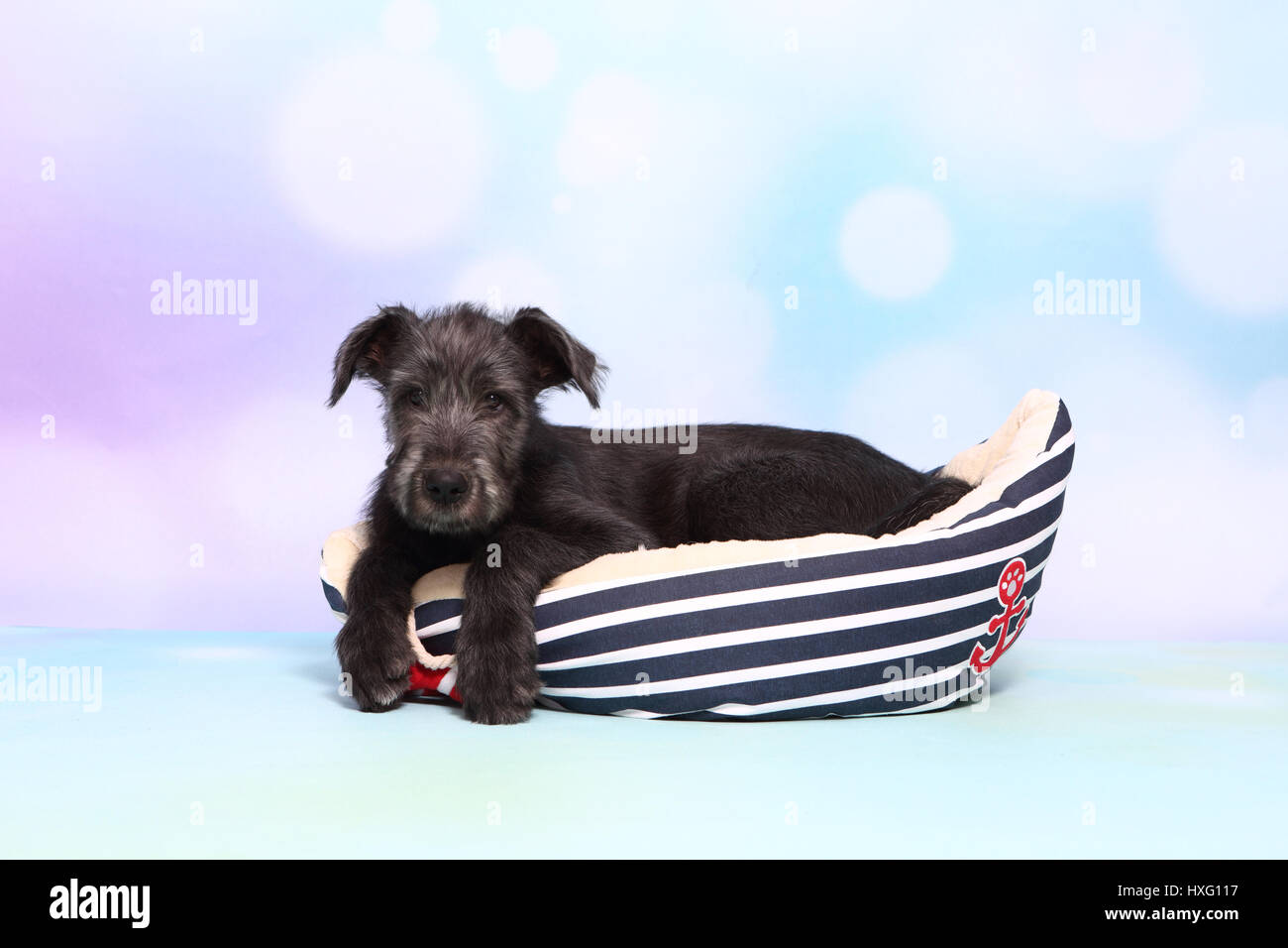 Irischer Wolfshund. Welpen (9 Wochen alt) liegen in einem Tierbett Bootsform. Studio Bild vor einem blauen Hintergrund. Deutschland Stockfoto