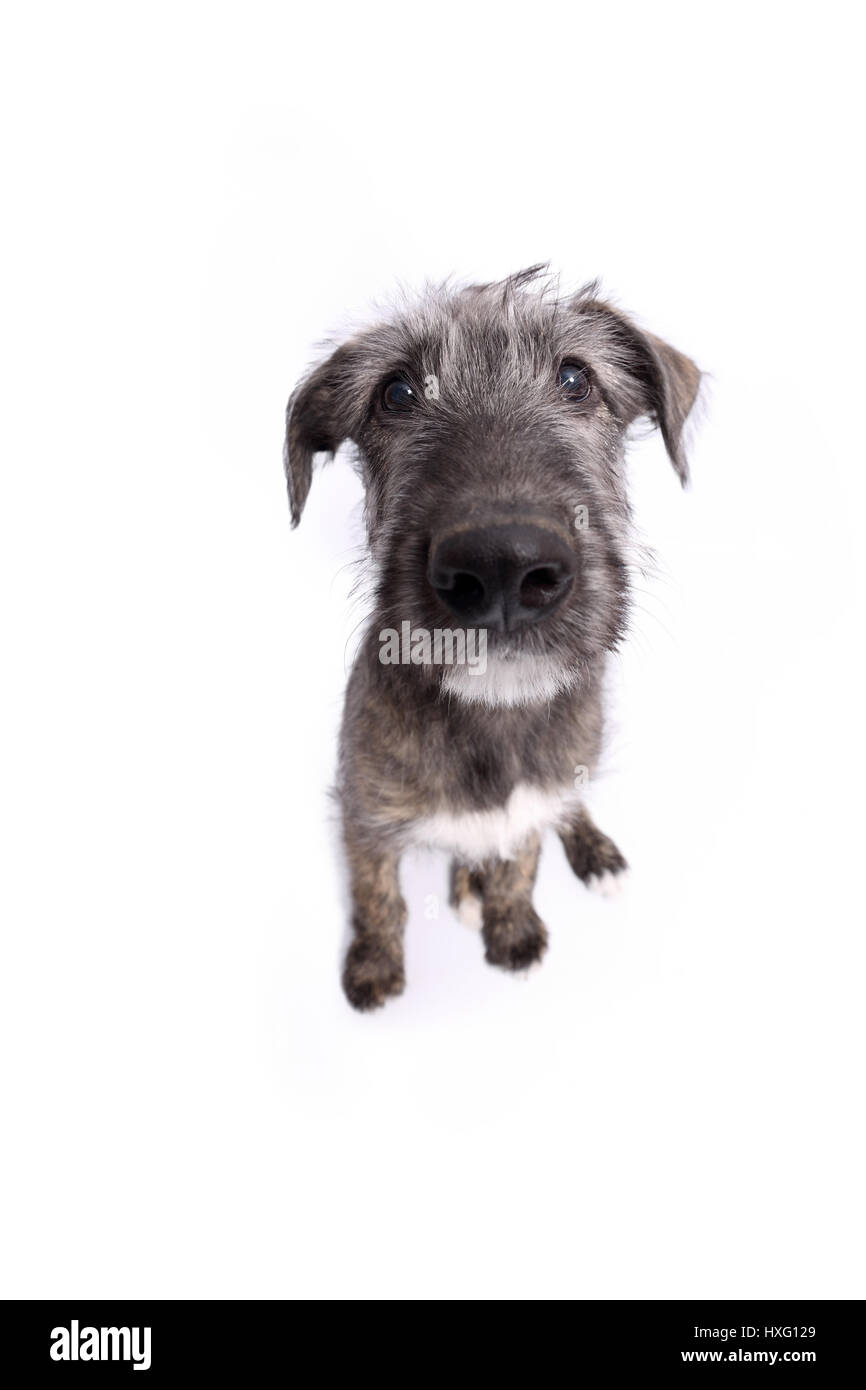 Irischer Wolfshund. Welpen (9 Wochen alt) sitzen, fisheye. Studio Bild vor einem weißen Hintergrund. Deutschland Stockfoto