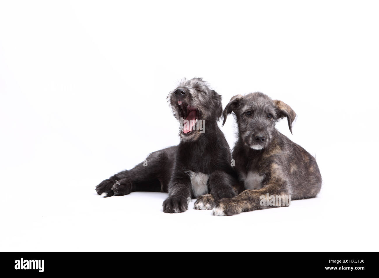 Irischer Wolfshund. Nebeneinander liegenden zwei Welpen (9 Wochen alt). Studio Bild vor einem weißen Hintergrund. Deutschland Stockfoto