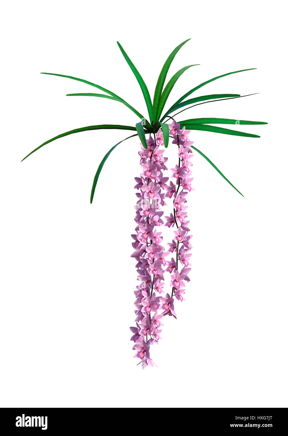 3D-Rendering wilde Orchidee blüht isoliert auf weißem Hintergrund Stockfoto