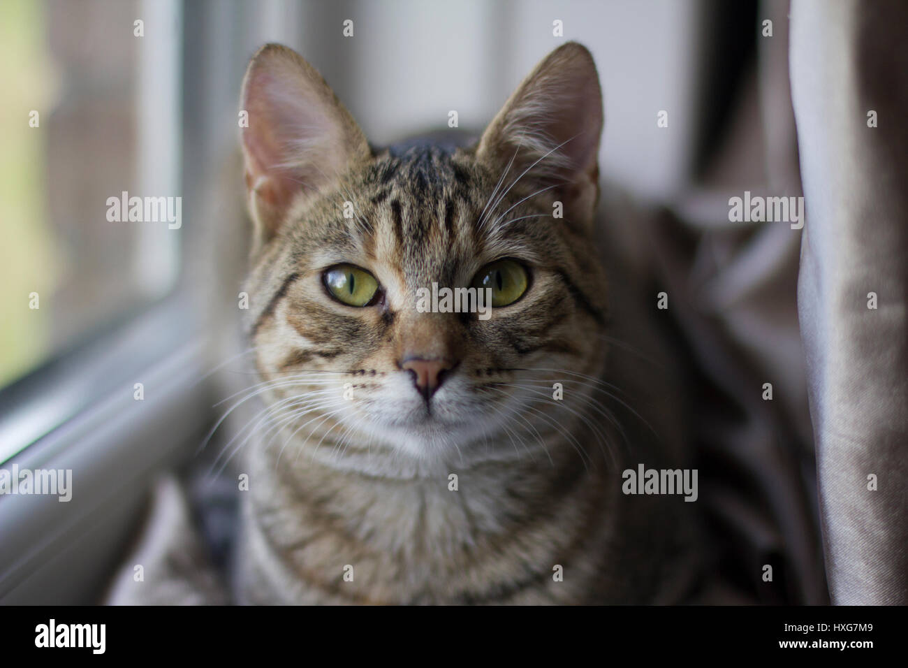 Porträt von Green eyed Tabby Katze sitzt im Fenster Stockfoto