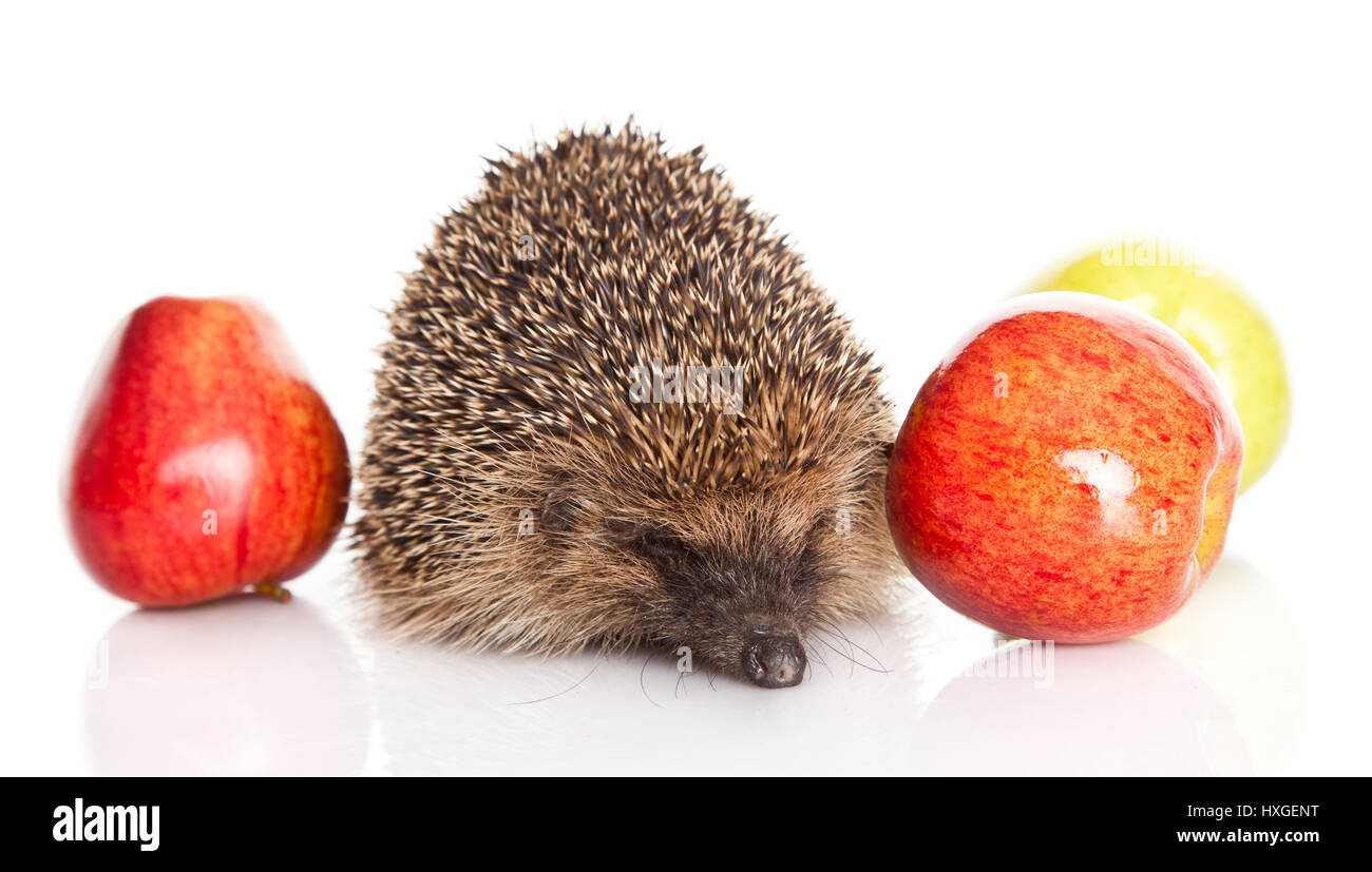 Igel mit Apfel Stockfoto