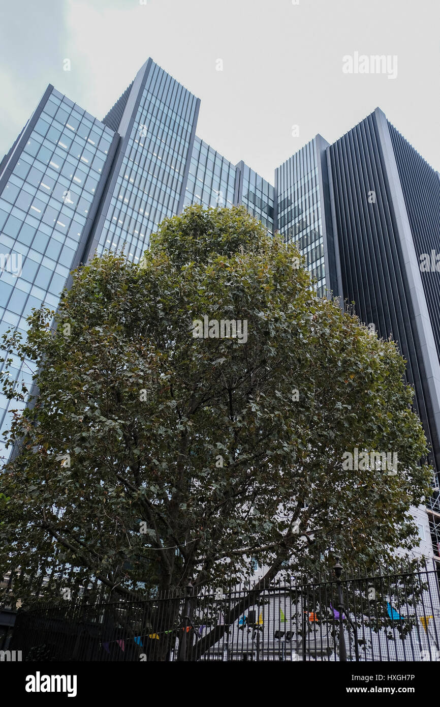 Baum mit Wolkenkratzern im Hintergrund Stockfoto