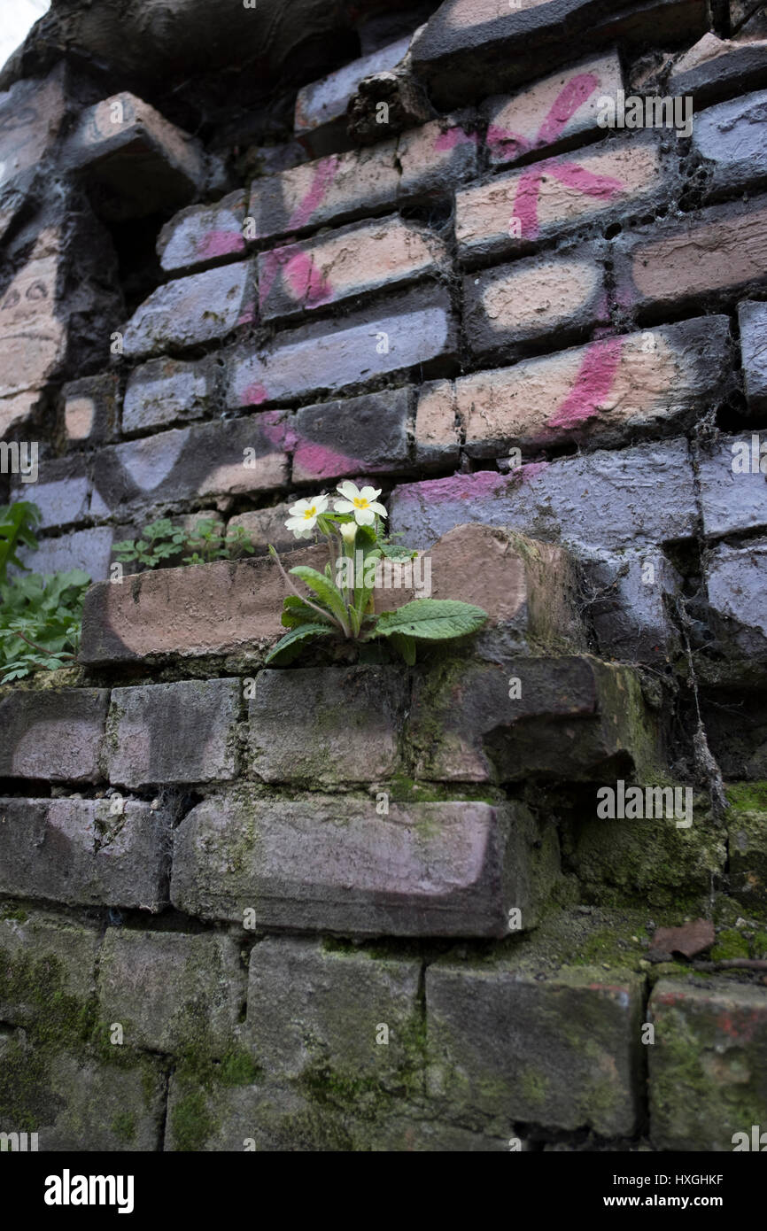 Blühende Wand Stockfoto