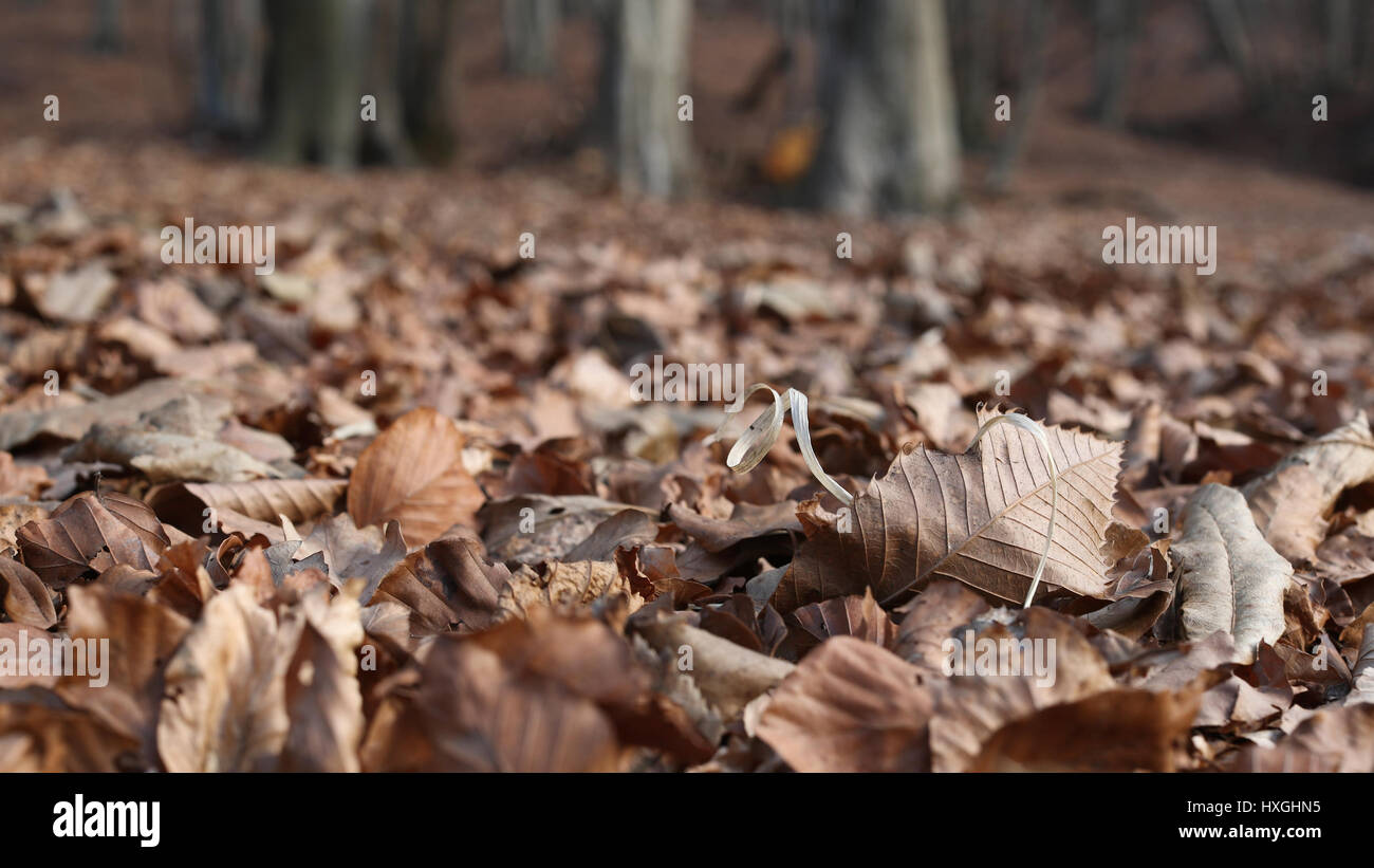 Buche Baum Wald im Winter mit Fokus auf die Blätter im Vordergrund Stockfoto