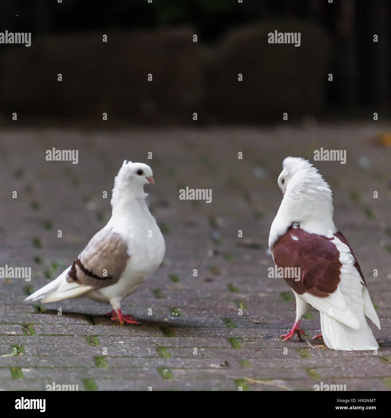 zwei liebende Tauben. Zwei Tauben Stockfotografie Alamy